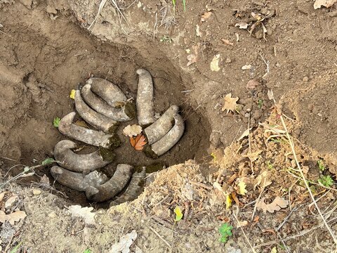 Cow horns filled with manure placed in a soil pit before burial as part of biodynamic farming practice