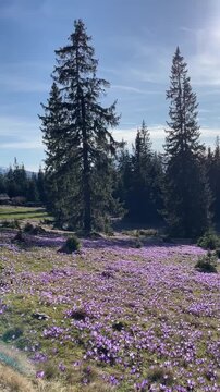Beautiful landscape of spring Carpathian mountains.Blooming flowers, crocuses in April. Hiking, travel, backpacking, walking outdoors concept