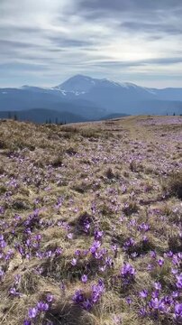 Beautiful landscape of spring Carpathian mountains.Blooming flowers, crocuses in April. Hiking, travel, backpacking, walking outdoors concept
