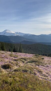 Beautiful landscape of spring Carpathian mountains.Blooming flowers, crocuses in April. Hiking, travel, backpacking, walking outdoors concept