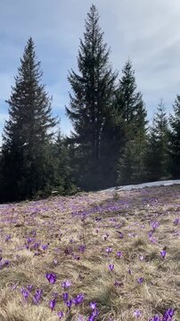 Beautiful landscape of spring Carpathian mountains.Blooming flowers, crocuses in April. Hiking, travel, backpacking, walking outdoors concept