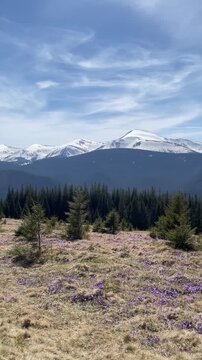 Beautiful landscape of spring Carpathian mountains.Blooming flowers, crocuses in April. Hiking, travel, backpacking, walking outdoors concept