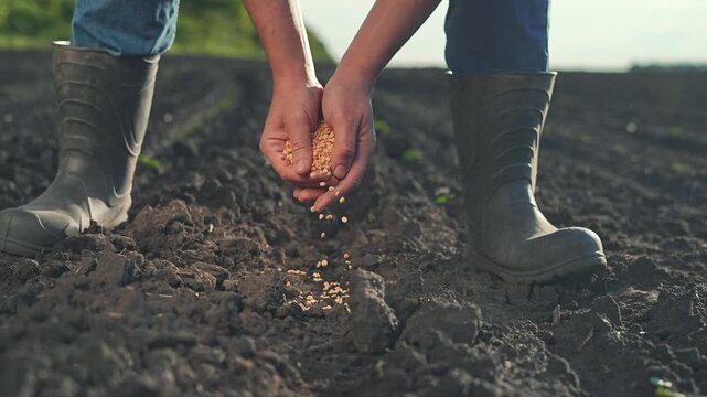 Farmer hand carefully scatters seed across dark soil in field. Work on farm shows patient hands preparing earth for plant growth. Agriculture process ensures soil receives seed to start farm cycle.