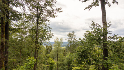 Fototapeta premium Blick über den Wald