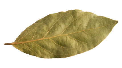 Obraz premium Single dried bay leaf a common culinary herb with a distinctive aroma isolated on a white background for food styling and recipe illustration