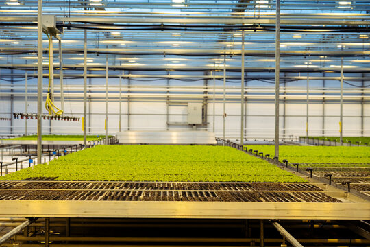 Automated greenhouse with LED lighting, hydroponic system growing seedlings, using automation irrigation, climate control for efficient vegetable or greens plants cultivation, sustainable agriculture.