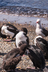 Fototapeta premium Telephoto of a large group of imperial comorants -Leucocarbo atriceps- at the shores of the Magellan strait near Punta Arenas, Chile.