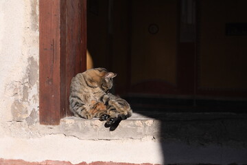 cat on the roof © SabryArdore