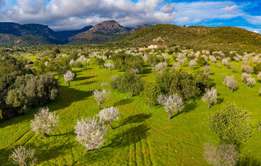 Naklejka premium Almond blossom on Mallorca during Spring