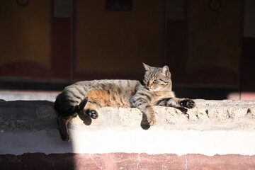 cat on the window © SabryArdore
