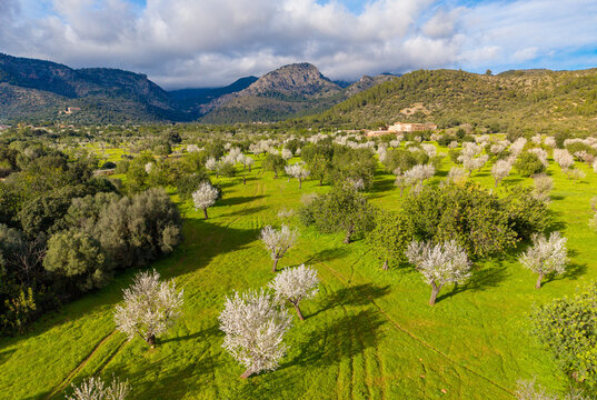 Almond blossom on Mallorca during Spring