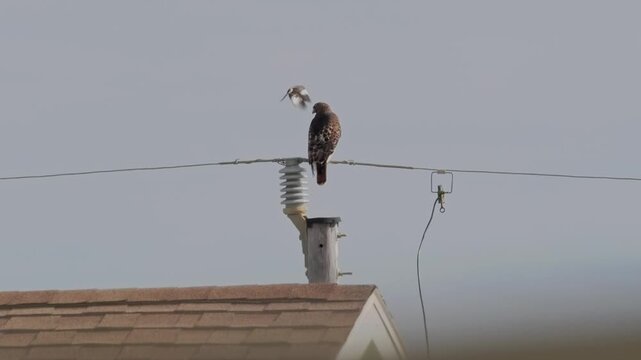 Northern mockingbird mobbing red-tailed hawk perched on power line