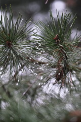 Obraz premium Snow-covered branches of spruce in the winter fores with water drops. Winter Forest Landscape with Snow. Trees covered in frost and snowy forest