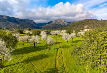 Almond blossom on Mallorca during Spring