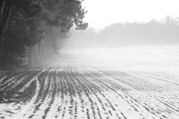 Obraz premium Winter Forest Landscape with Snow. Trees covered in frost and snowy forest