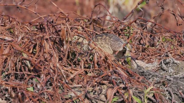 American bittern hunting catches lizard