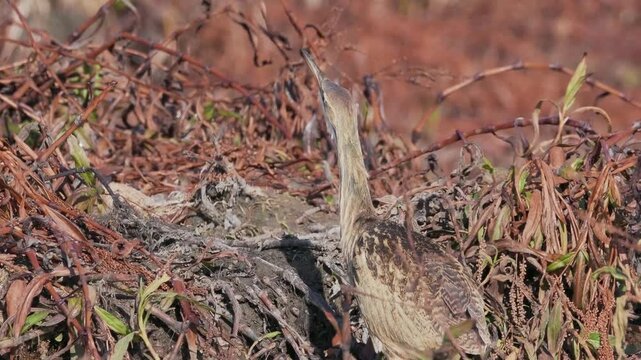 American bittern hunting in marsh