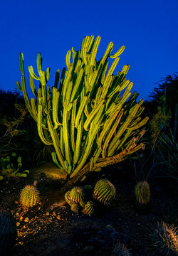 A cactus lit at night near Phoenix Arizona