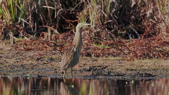 American bittern standing in marsh