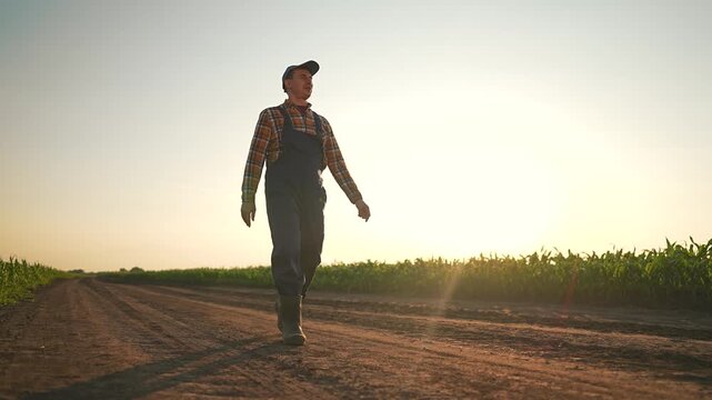 Farmer in sturdy boots walking down sunlit road, corn waves beside him. Walking carefully farmer follows long road hearing rustle of corn. Corn fields watch farmer walking slowly on evening road path.