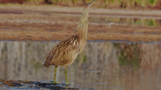 American bittern takes off in flight from marsh