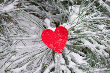 Red heart on snowy pine branch winter love symbol romantic valentine holiday background evergreen tree nature seasonal concept