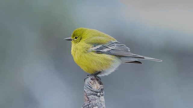 Pine warbler perched on a limb blowing in the wind