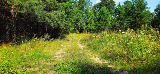 country road in the forest
