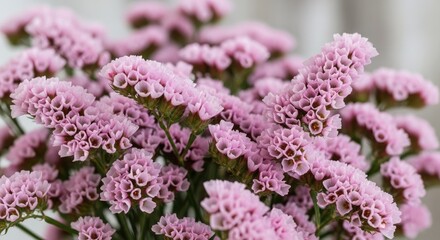 Obraz premium Close up of pink flower clusters blooming in full view against soft backdrop
