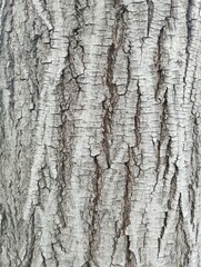 Obraz premium The close up shows the rough surface of tree bark with cracks and lines. Light falls on the bark, highlighting its natural design. Nature is on display with this detail