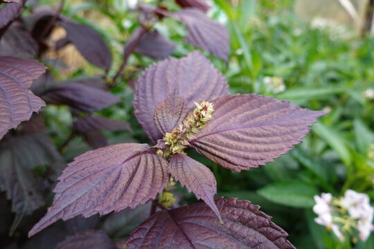 Shiso plant growing with purple leaves and flowers