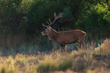 Obraz premium Red deer, Male roaring in Calden Forest environment, La Pampa Province, Parque Luro, Nature Reserve, Argentina.