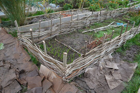 Raised garden bed with wattle fence weaving for permaculture