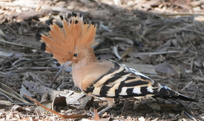 eurasian hoopoe (upupa epops) with spread crest standing on the forest floor © Flowal93