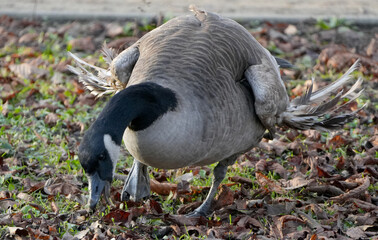 canada goose (branta canadensis) with deformed wings known as angel wing grazing on autumn leaves © Flowal93