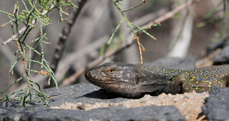 close up profile portrait of a male tenerife lizard (gallotia galloti) resting on volcanic rock © Flowal93