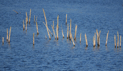 dead tree trunks sticking out of the blue water of a calm lake