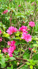 Fototapeta premium Flowering rhododendrons brighten a tranquil garden setting.