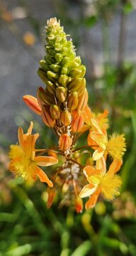 Bulbine frutescens stalked bulbine