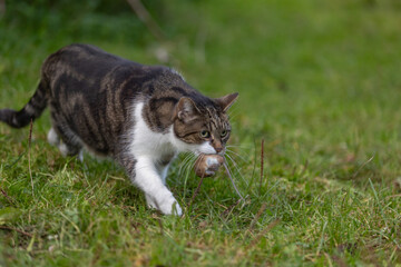 Katze f&auml;ngt Maus