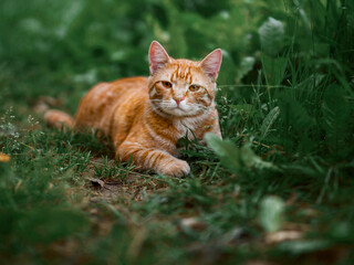A cat is laying in the grass, looking at the camera. The cat is ginger fur color and has a curious expression and confident look. Rural country pet.