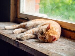 A cat is laying on a wooden table by a window. The cat is ginger fur color and has a relaxed expression. Vivid green country side scene in the background. Rural pet.
