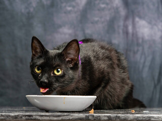 Slim black cat eating from a white bowl placed on dark marble table, grey color painted cloth background. Cute home pet consuming tasty food.