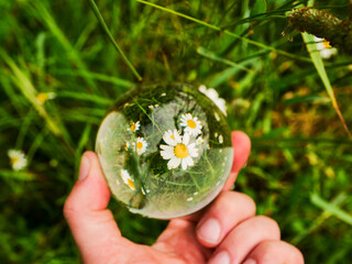 Glass ball showing wild white flowers, person hand holding the ball, green grass field background.