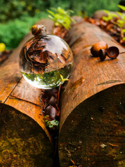 Scene in a forest with glass ball on a fallen tree trunk and a large snail on top of the ball. The scene is calm and relaxing. Explore the world concept.