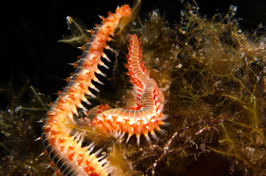 Mediterranean Fireworm (Hermodice carunculata) Close-Up at Night Dive in Cirkewwa, Malta