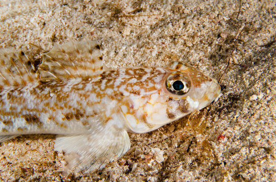 Close up of Symphodus roissali wrasse on rocky reef in Malta Mediterranean Sea