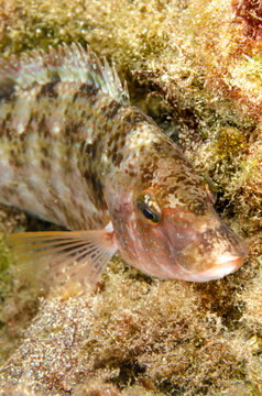 Macro portrait of Symphodus roissali wrasse showing details on Malta rocky reef