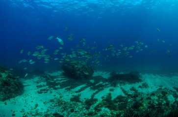Obraz premium Underwater View of Sandy Bottom and School of Sarpa salpa, Anchor Bay, Malta