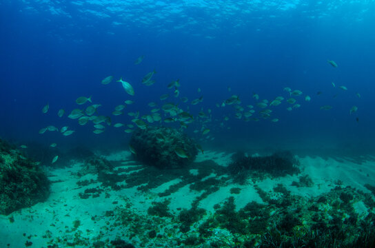 Underwater View of Sandy Bottom and School of Sarpa salpa, Anchor Bay, Malta